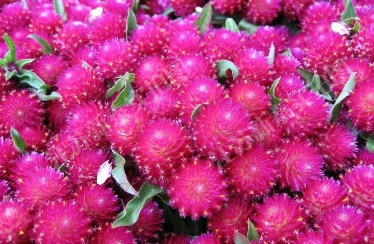 散装千日红种子火球花百日红圆仔花大花千日紫种子景观绿化