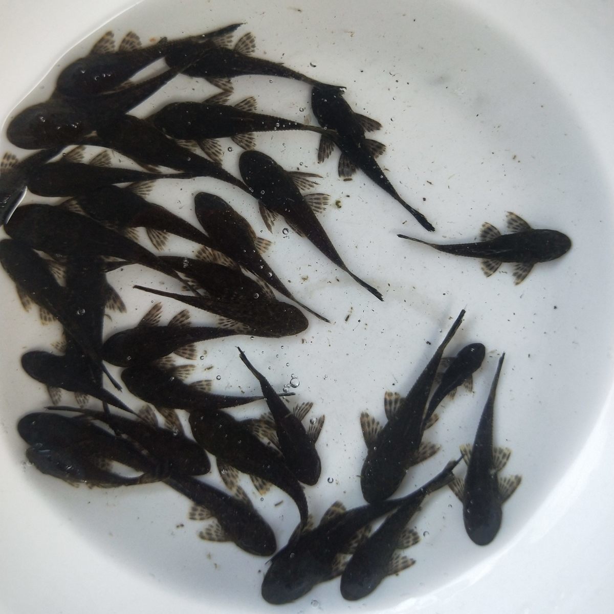 热带清洁工鱼清道夫清理鱼缸神器锦鲤鱼金鱼清洁鱼观赏热带鱼68厘米