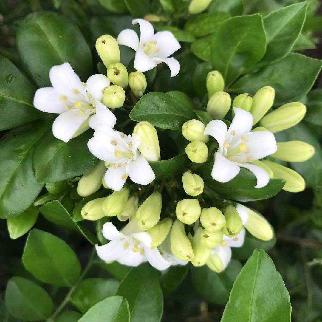 九里香盆栽帶花驅蚊綠植盆栽七里香九里香苗開花香氣襲人植物九里香