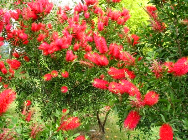 红千层种子瓶刷子树红瓶刷金宝树串钱柳树苗种子花籽