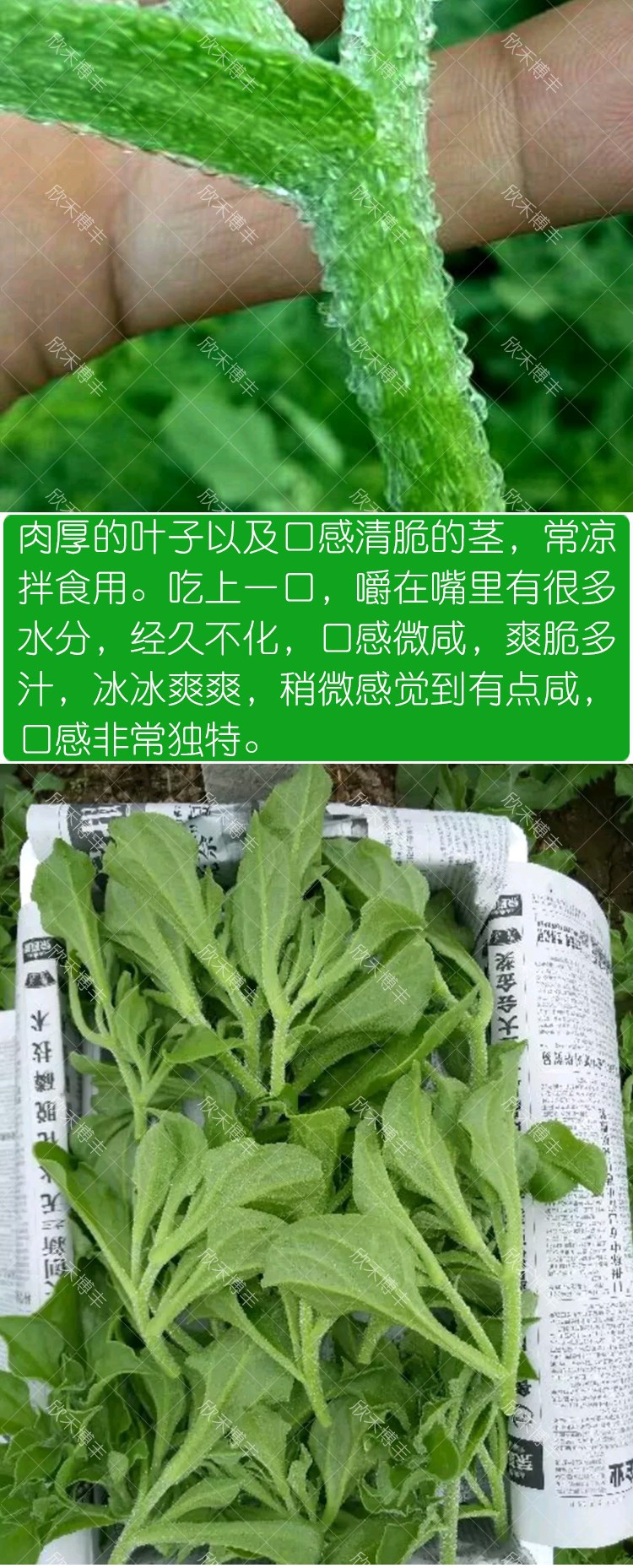 冰菜种子阳台春季夏季四季水晶冰种籽农家蔬菜种孑盆栽菜种子