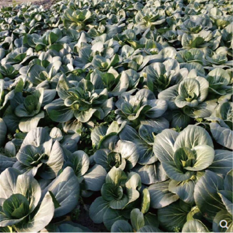 黑小胖黑大头青梗菜种子高产黑叶油菜籽阳台盆栽四季播蔬菜种孑易