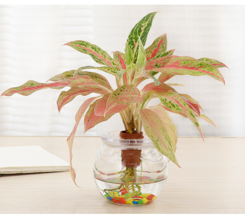 水培植物万年红盆栽室内花卉绿植净化空气除甲醛水养绿植如意碧玉