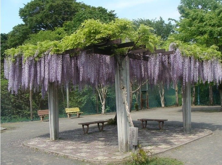 《紫藤花树苗爬藤植物庭院围墙四季开花盆栽花苗绿植花卉藤蔓紫藤萝 1