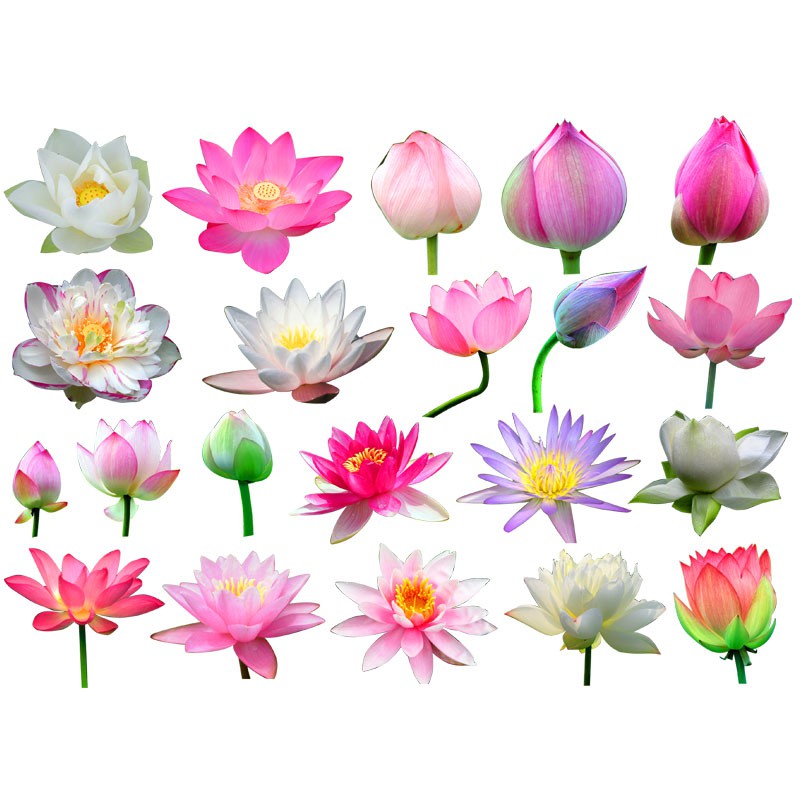 敬平(jing ping)汽车贴纸hhys-024 荷花莲花车贴划痕贴遮盖保险杠贴纸