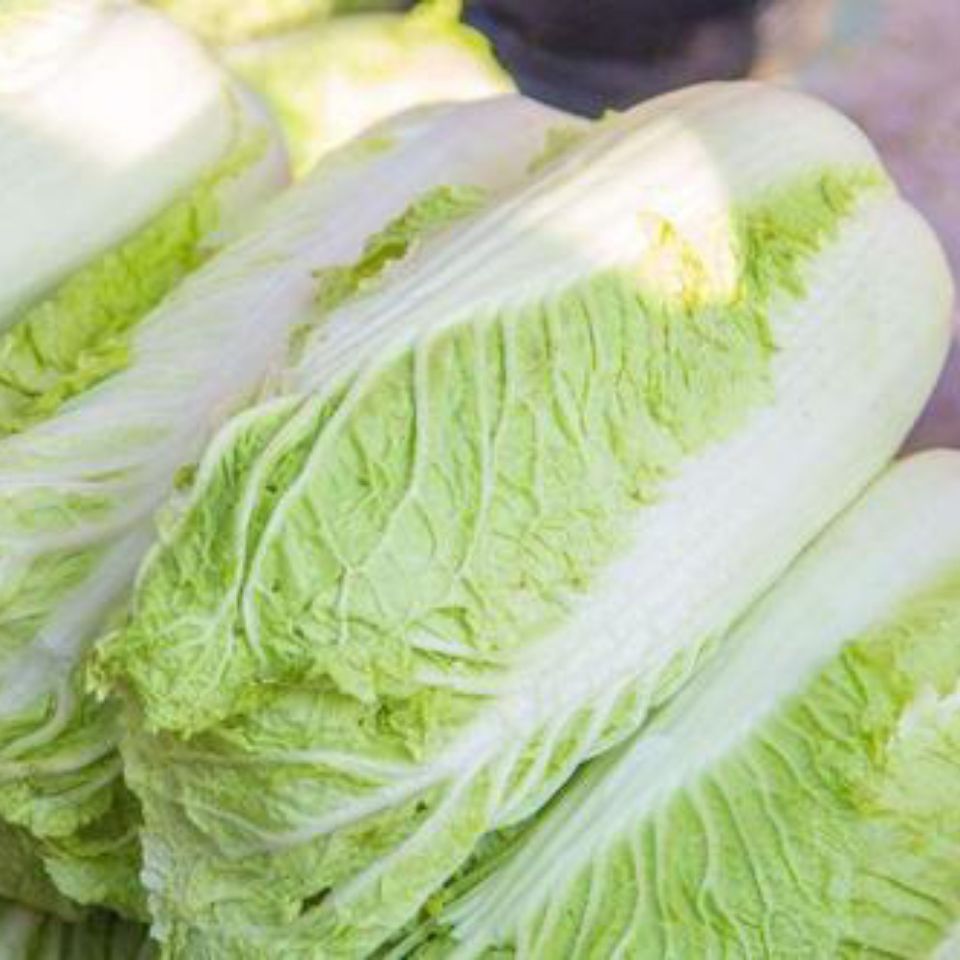 赛卡伊叶菜类 赛卡伊 山东大白菜黄心新鲜蔬菜农家菜应季青菜整颗白菜