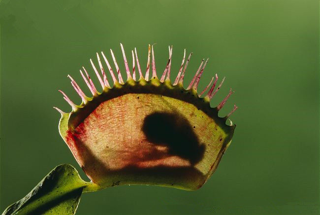 栽好发货[吃蚊子苍蝇的植物]吃蚊草捕蝇草消灭蚊虫食人花食虫植物