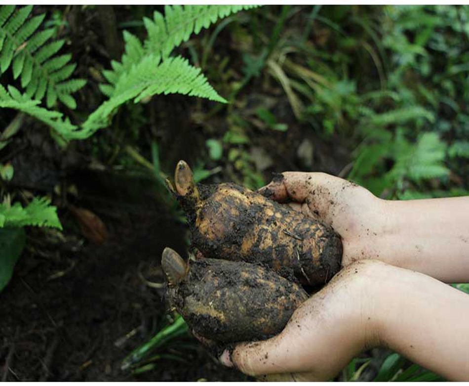 顺丰空运云南昭通小草坝天麻新鲜天麻仿鲜天麻500g约12个