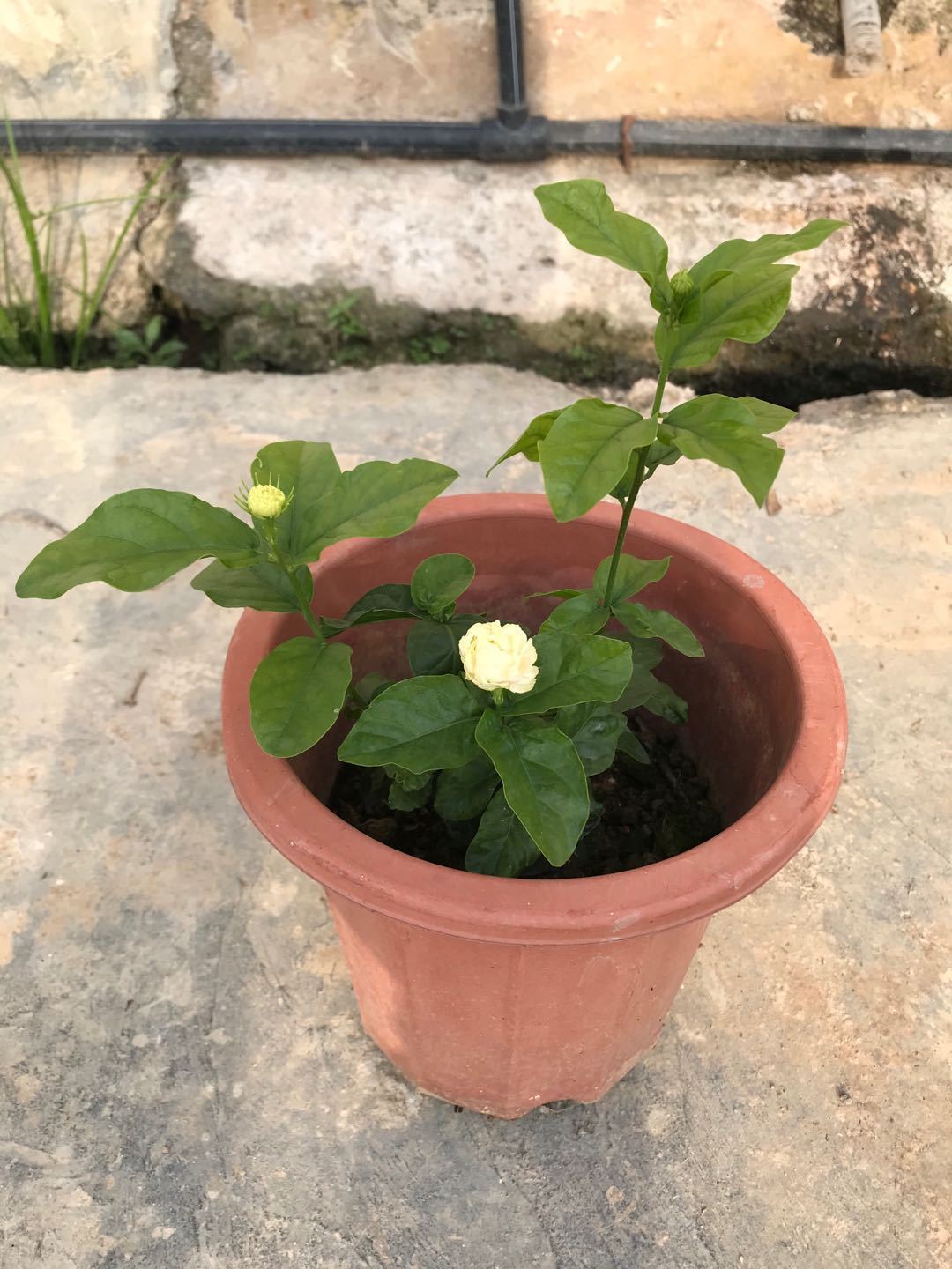 三叶轮生虎头茉莉苗狮头茉莉花苗盆栽庭院阳台芳香茉莉大花重瓣虎头二