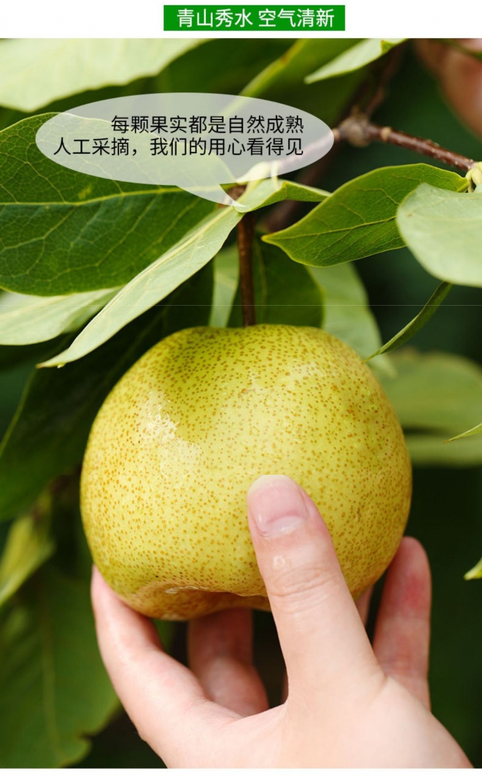 10斤精品小果3两左右当季新鲜10装陕西咸阳乾县酥梨水果味甜如蜜皮薄