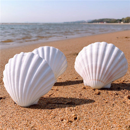 diy彩绘画涂鸦小号海螺烧烤幼儿园活动鱼缸天然特大白扇贝壳1片大白