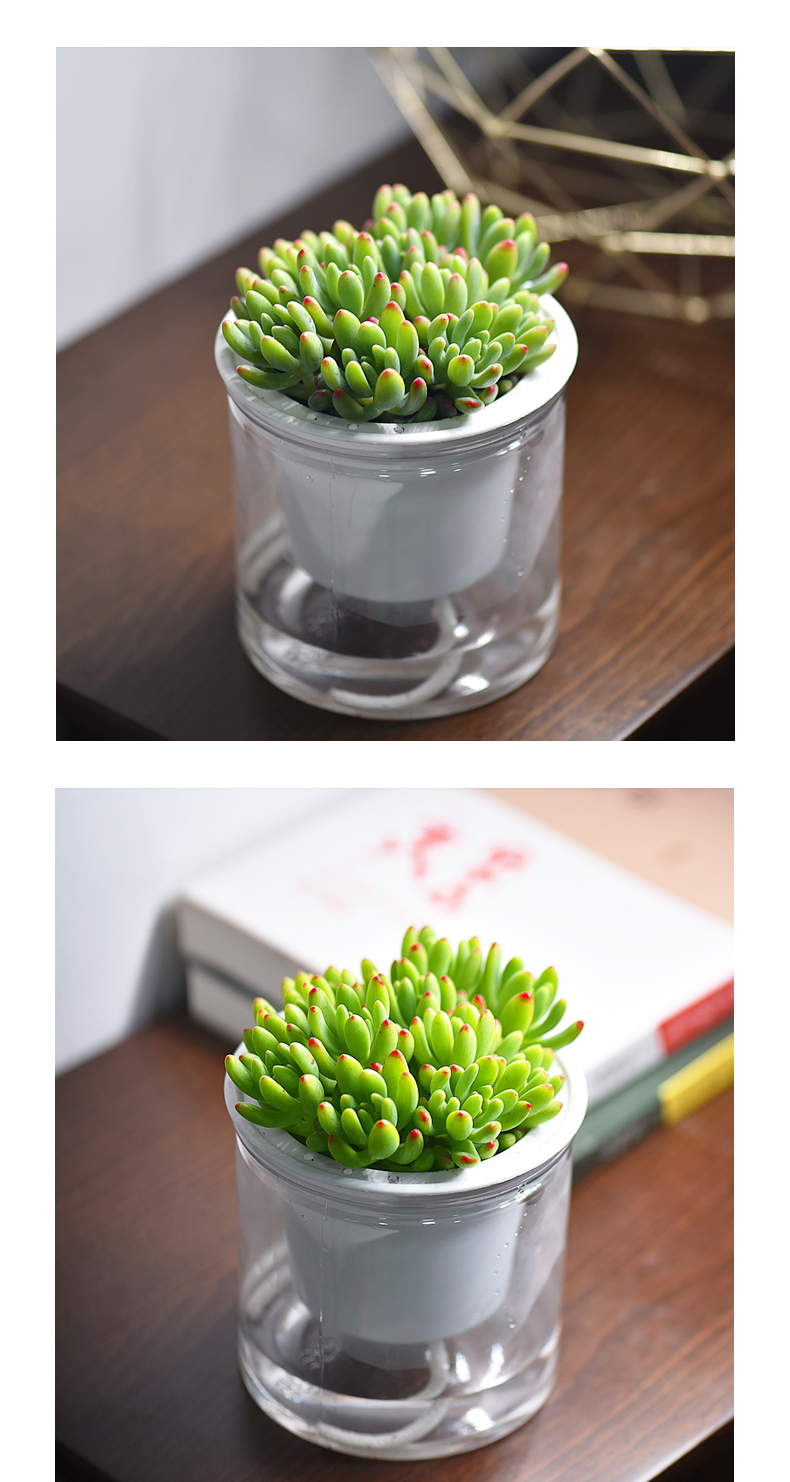 封后(fenghou)园艺用品 封后柠檬手指爆盆多肉植物[含盆含土栽好发货]