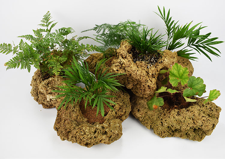 吸水石上水石金钱菖蒲文竹盆水培绿植办公室居家加湿器微型盆景20cm