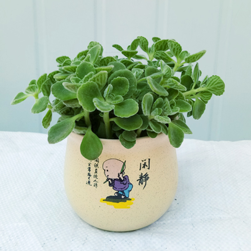 超级新品 桌面绿植多肉碰碰香盆栽一抹香一摸香 驱蚊提神薄荷香草植物