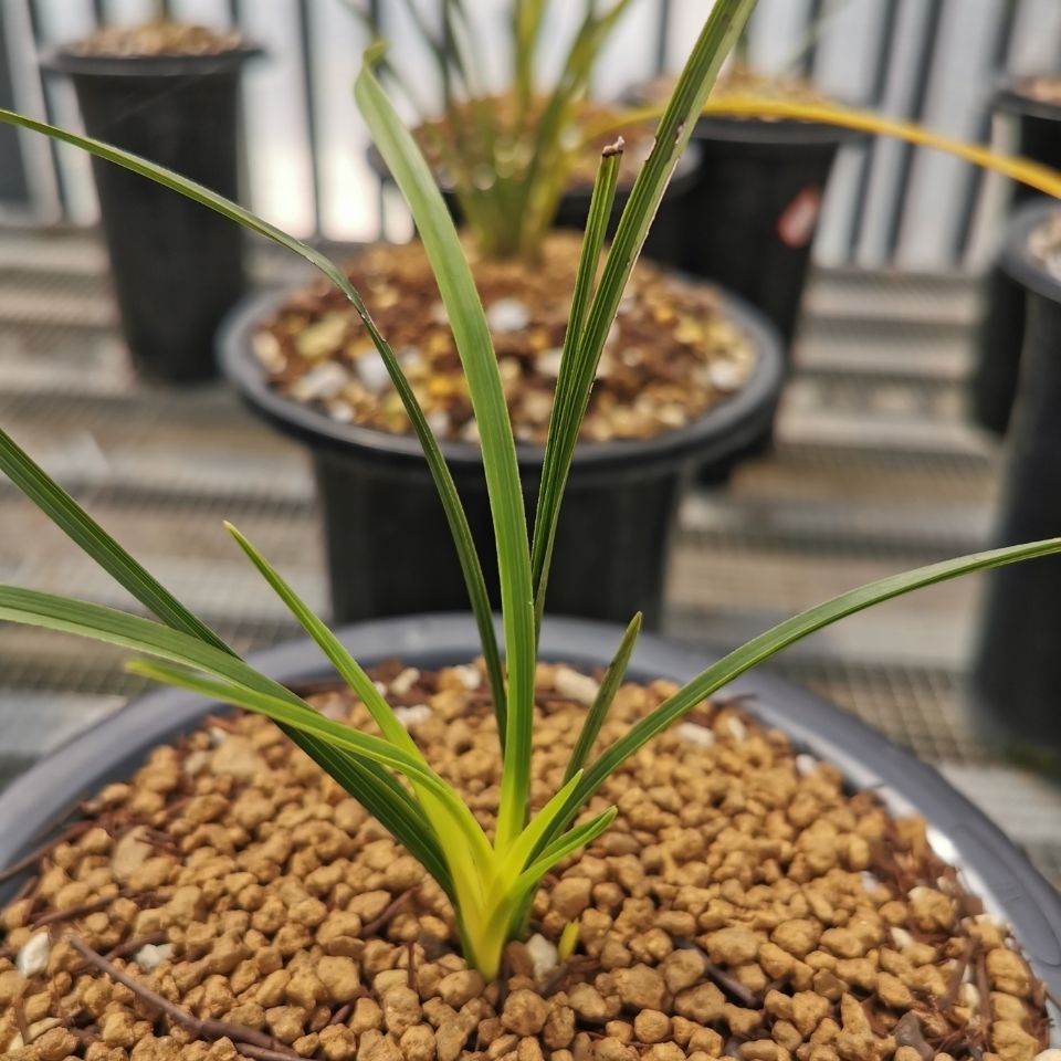蕙兰奇花艺草看图买一物一拍兰花兰花苗兰花草花卉