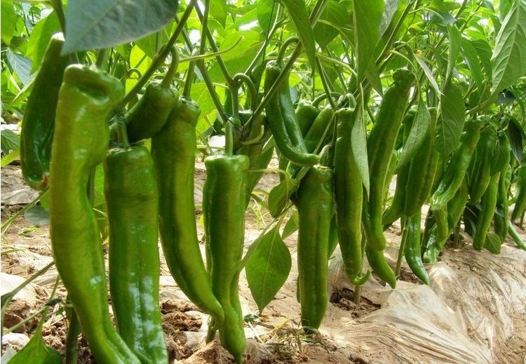 寿光蔬菜种子辣椒尖椒种子改良金剑6号高产品种皮羊角椒种子