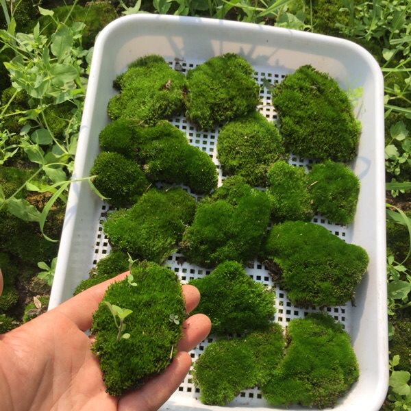 2盒装鲜活苔藓青苔植物新鲜上水石假山吸水石盆景花盆铺面白发藓小盒