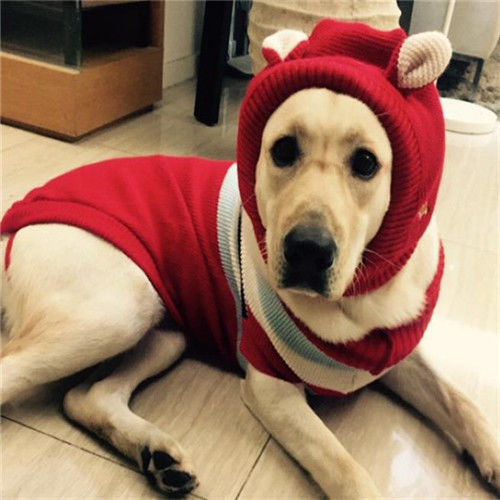 绿色青蛙发箍宠物帽子狗帽子大狗帽子大型犬帽子毛线保暖拉布拉多金毛