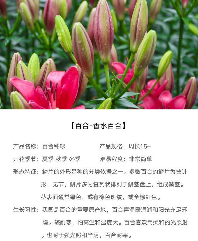 香水百合花種球種子帶芽耐寒新鮮花卉綠植四季盆栽室內外水仙花苗