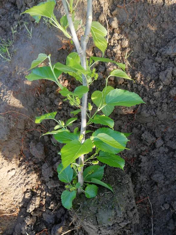 子喧果桑苗果树苗桑树苗桑葚树苗桑果树苗室内盆栽地栽南方北方种植