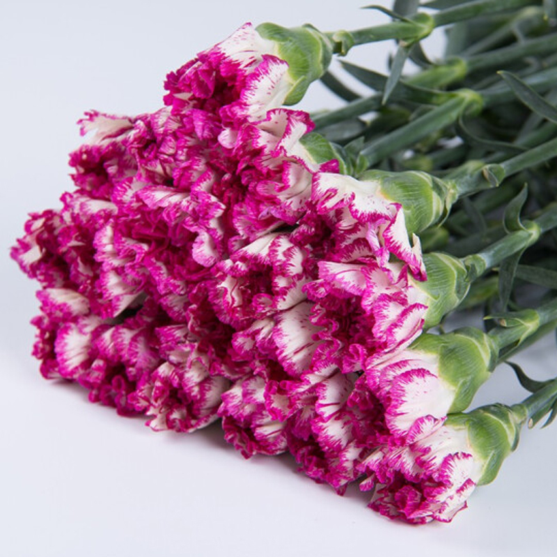 康乃馨鲜花单只装