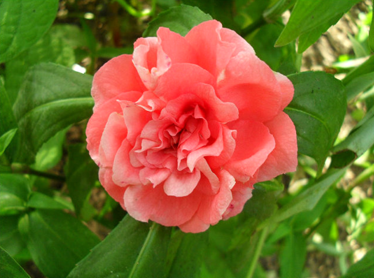 茶花凤仙花种子重瓣指甲花春秋四季开花庭院室内阳台盆栽花卉种籽粉