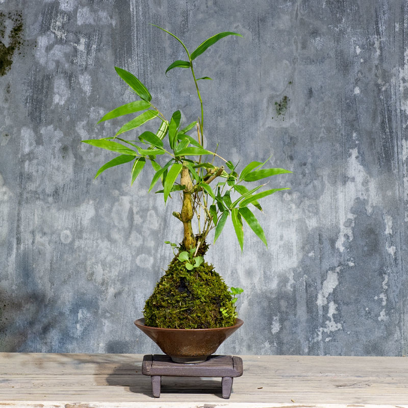 金丝佛肚竹矮化罗汉竹观赏苔藓球佛竹罗汉竹密节竹大肚竹葫芦竹大本