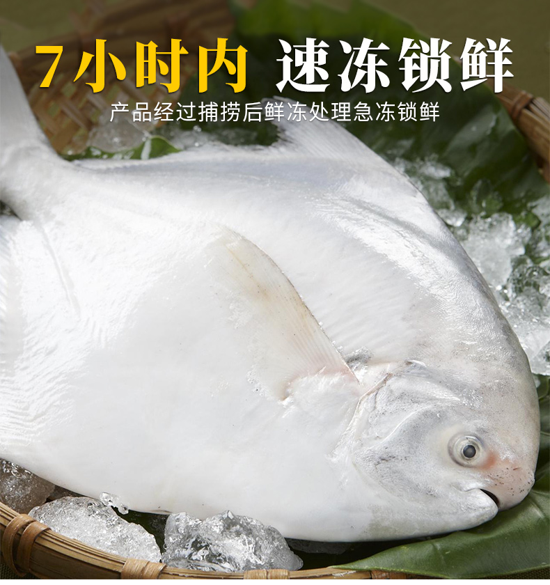 东海新鲜大白鲳鱼450500g条冷冻舟山海鲜特产全国航空