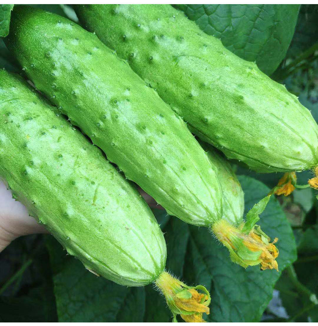 湛航茄果瓜类 湛航 东北旱黄瓜新鲜现摘水果小黄瓜新鲜生吃脆皮嫩青瓜