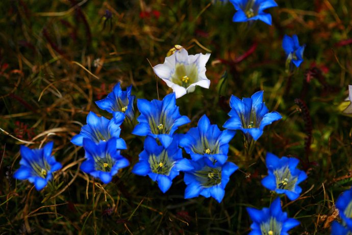 花卉种子盆栽花植物高原地胆头龙胆观音蓝色花朵