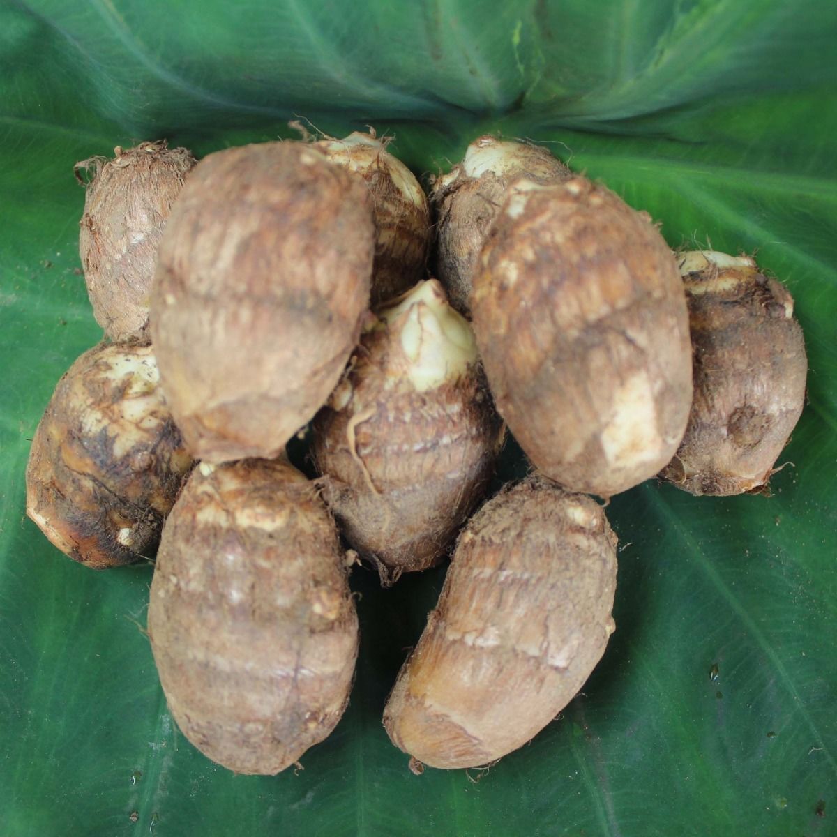 [中大号]毛芋头 10斤装 新鲜芋头山东粘糯小毛芋芋艿农家自种特产现挖