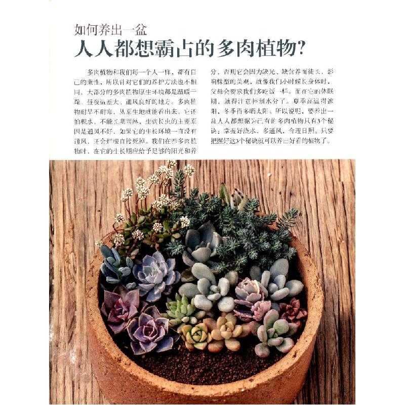 多肉植物新组张 Jojo著 摘要书评在线阅读 苏宁易购图书