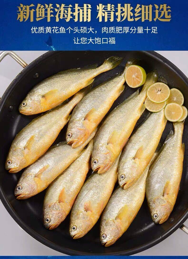 【海捕】青岛纯小黄花鱼新鲜冷冻非养殖海鲜水产整箱批发【2月20日发