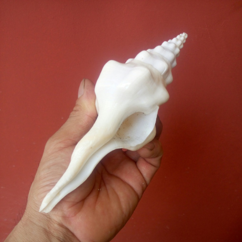 天然海螺贝壳长旋螺右旋法螺佛教祭祀用品螺壳橱窗收藏标本螺