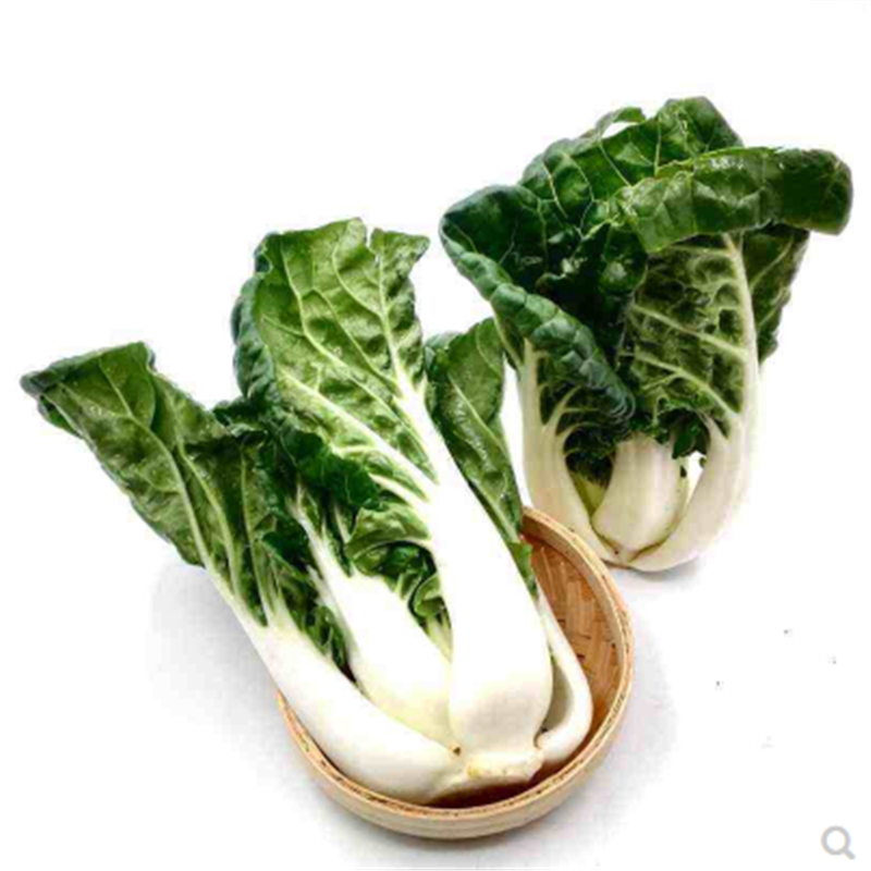 黑白配黑叶小白菜青菜种籽高产耐热四季播白梗黑叶白菜种子蔬菜籽珍品