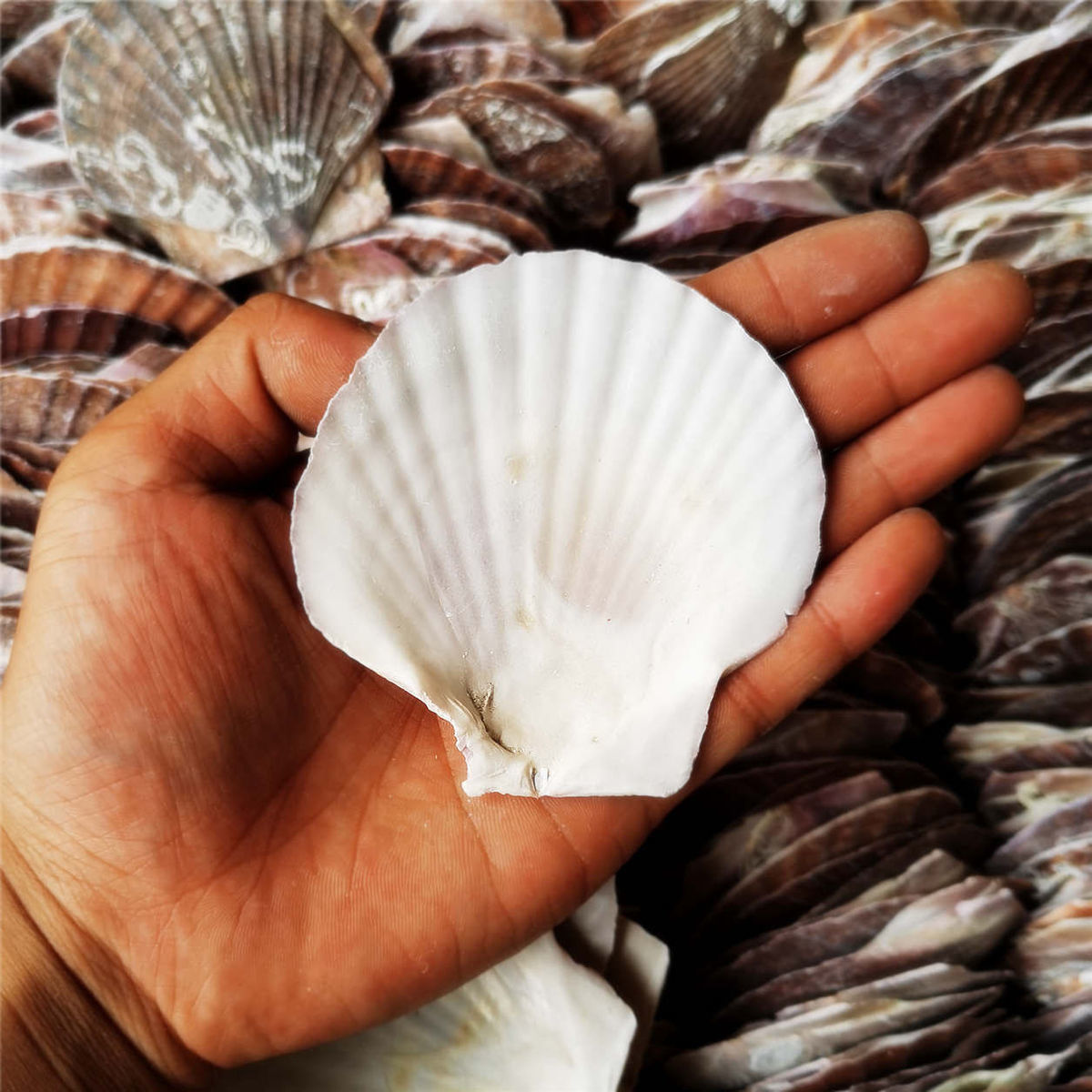 扇贝壳批发蒸扇贝夏威夷半壳大贝壳蒜蓉粉丝 10-12cm白扇贝(100片装)