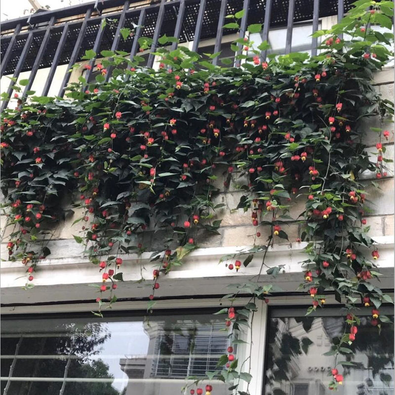 藤本爬藤植物盆栽燈籠花苗蔓性風鈴花四季開花帶花發貨陽臺花卉風車