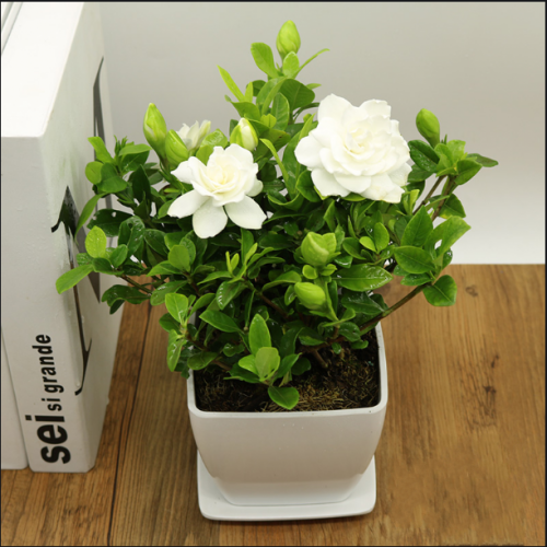 栀子花带花苞浓香型四季常青室内绿植花卉盆栽原盆原土发货 小栀子原