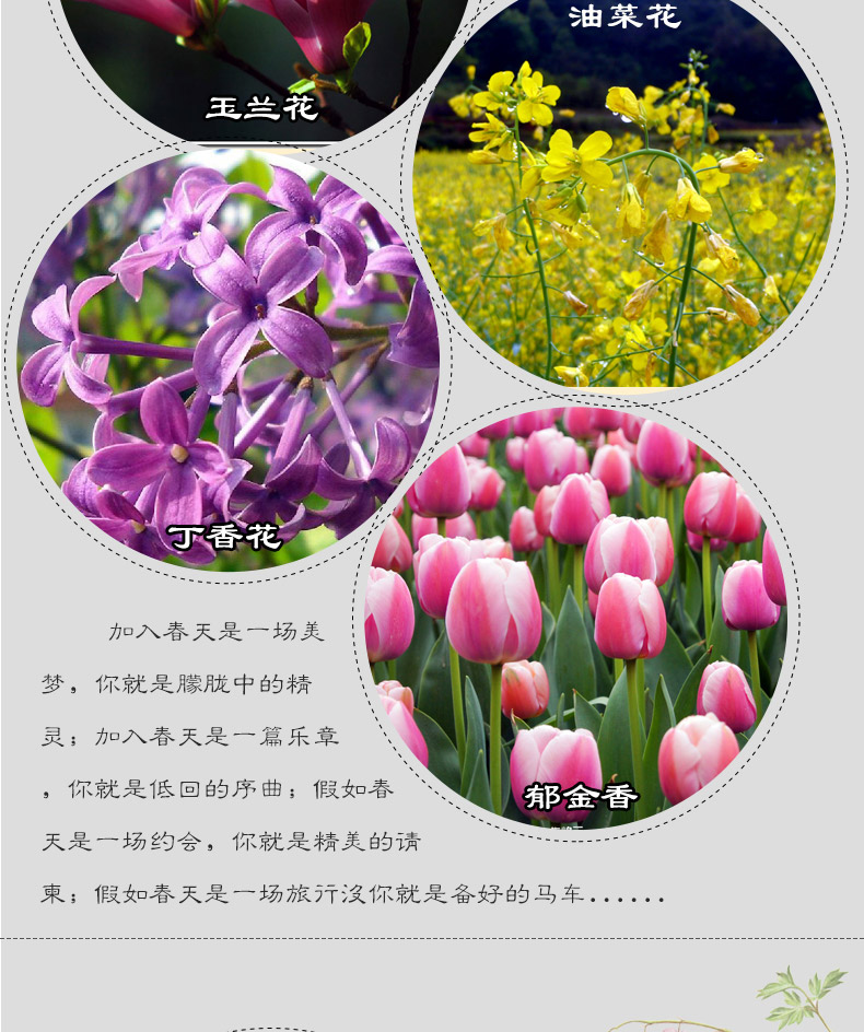 新品上架四季花解密24节气精细感悟50种名花品赏心得200幅美图散文