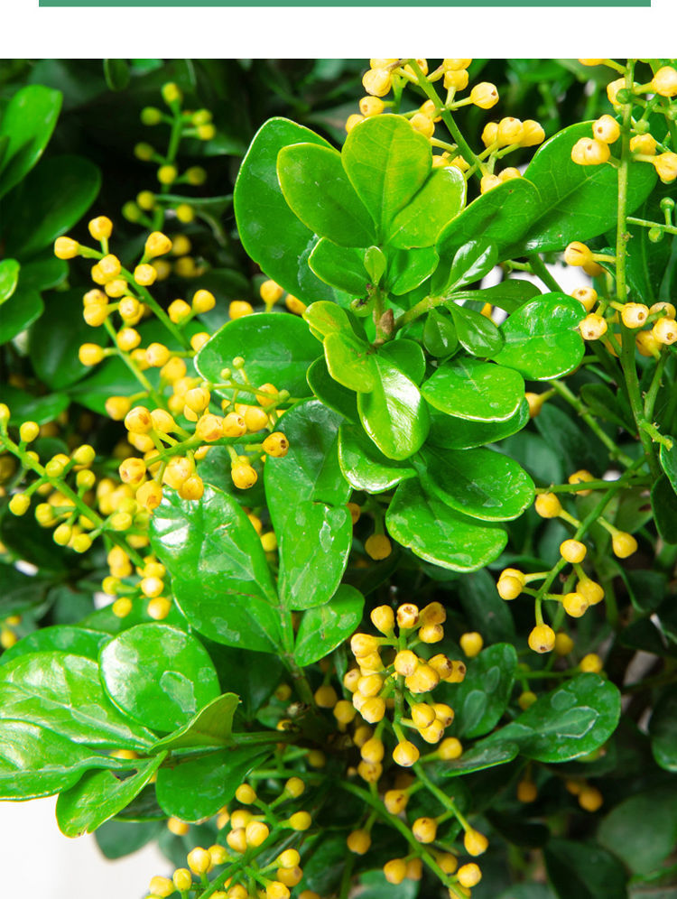 米兰花盆栽芳香浓郁四季常青植物室内阳台庭院绿植驱蚊虫净化空气