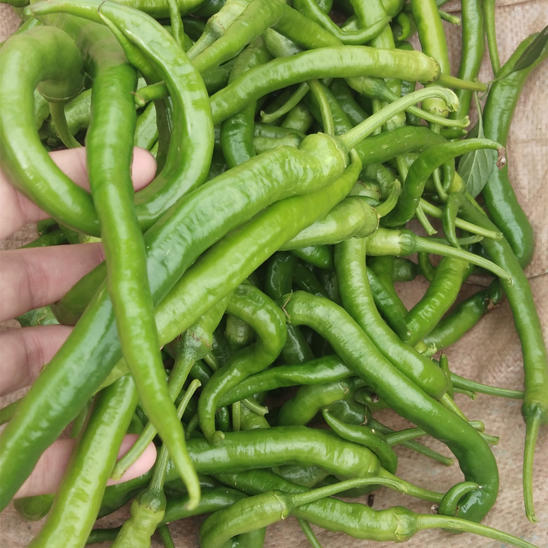 湖南衡阳本地辣椒新鲜小青椒农家二荆条辣椒青尖椒线椒3斤
