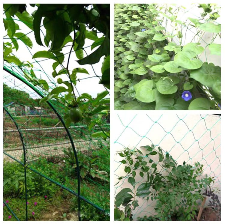 植物爬藤网瓜果网菜园围网家禽养鸡网尼龙防风网百香果吊瓜网农用45股