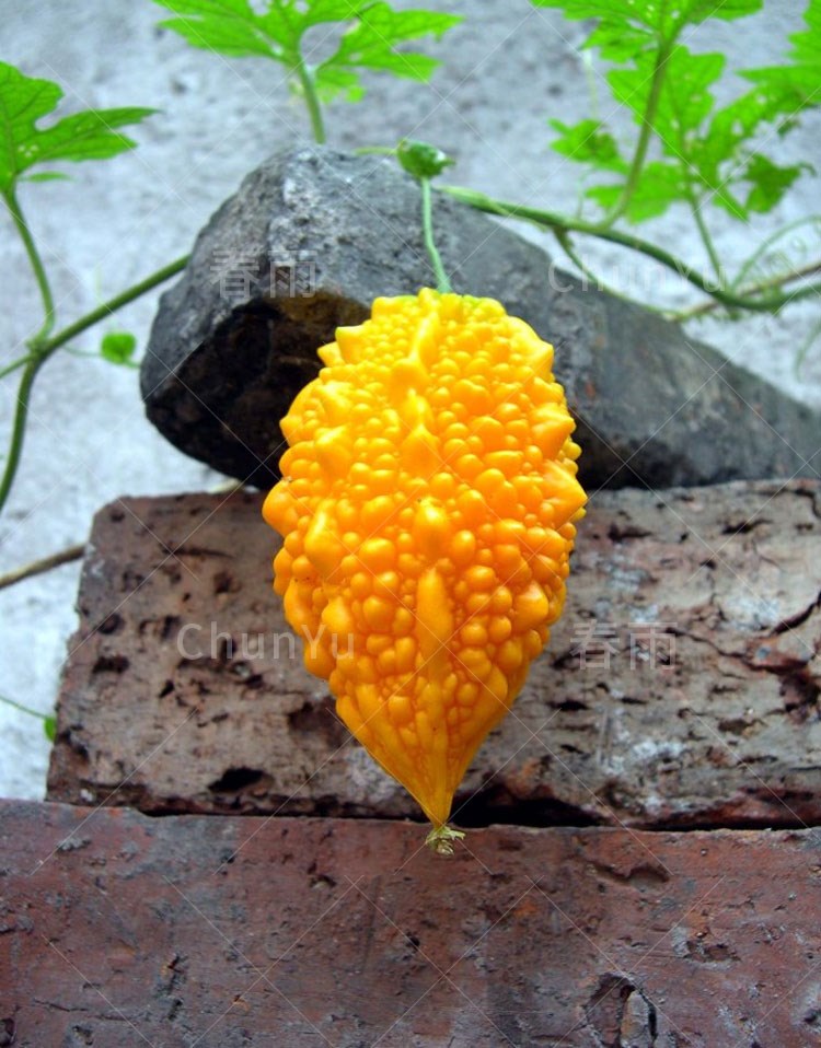 赖葡萄种籽苗金铃子金癞瓜苦瓜四季春季农家蔬菜种子种孑金玲子