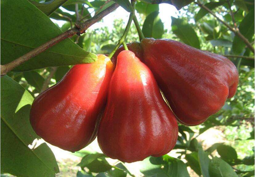 子暄 新采波萝莲雾果树种子 释迦果种子 南方种番荔枝zz