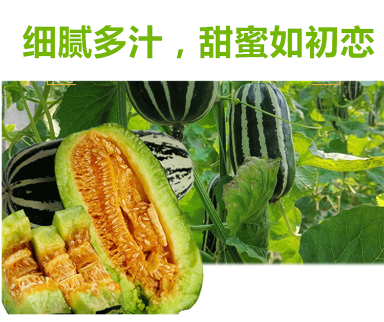 【嘉琪】(顺丰发货)羊角蜜博洋九号9号5斤甜瓜 更香甜(约4-6根净重4.