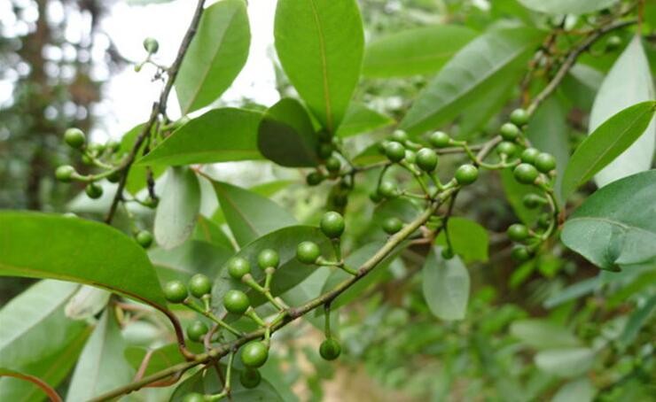 2斤 新鲜山胡椒 木姜子 新鲜野木江子山苍子