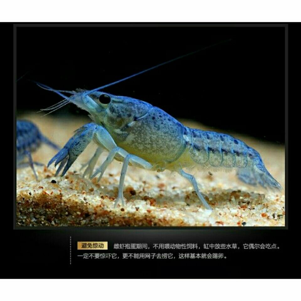 佛罗里达佛蓝螯虾观赏虾水族宠物观赏虾佛蓝螯虾虾粮30克一包