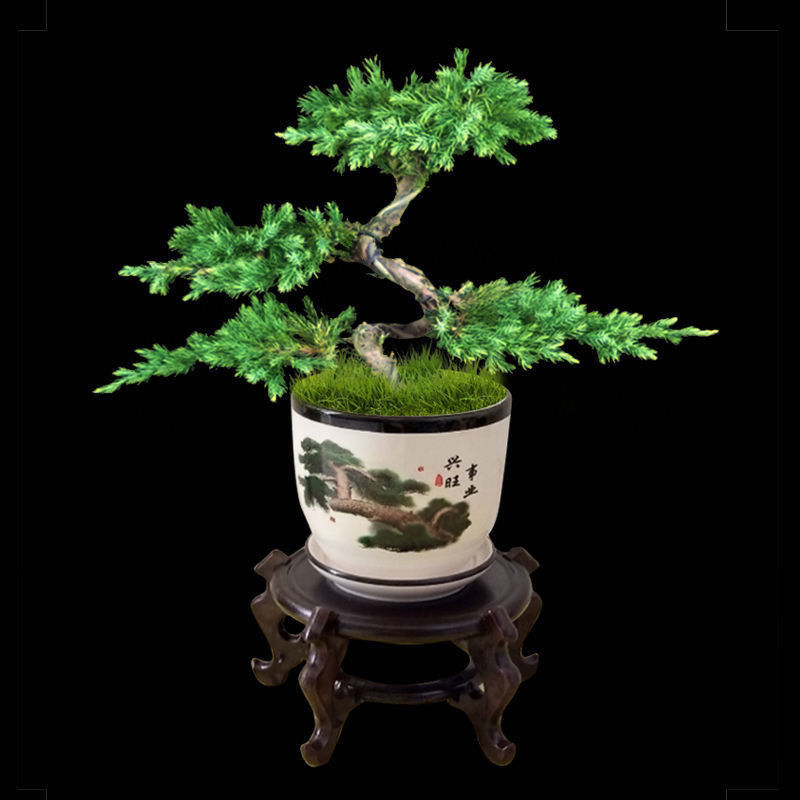 迎客松盆景造型盆栽松树办公室内四季常青绿植花卉室内室外景观树两片