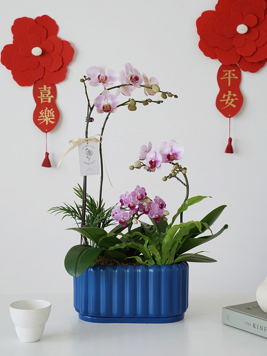 弹痕植物私生活蝴蝶兰组盆春节新家年宵花盆景送礼好物栽好发货