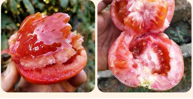 山东普罗旺斯西红柿5斤饱满多汁气柱包装